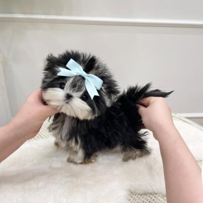 Morkie Puppies for Sale Under $200