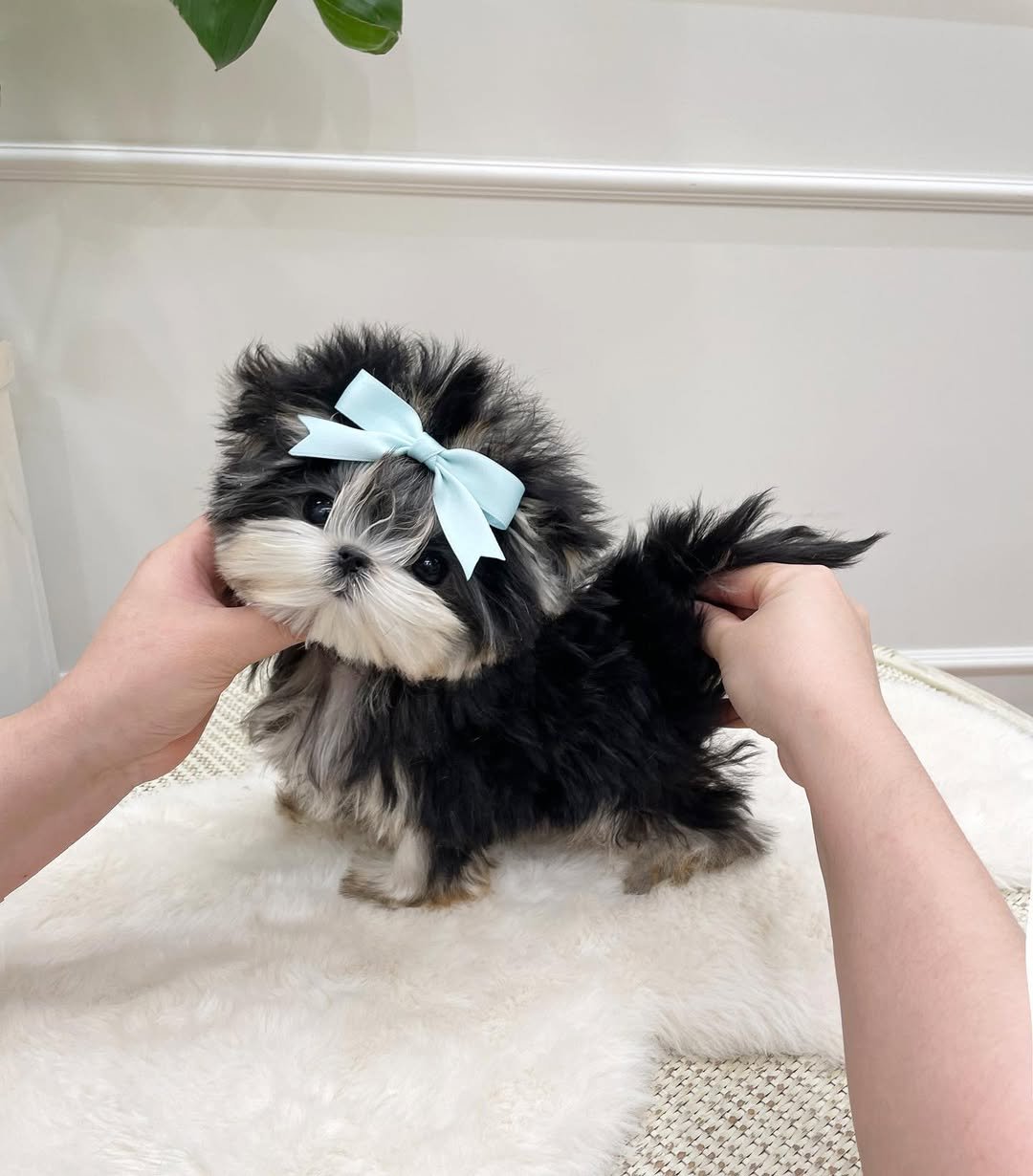 Morkie Puppies for Sale Under $200