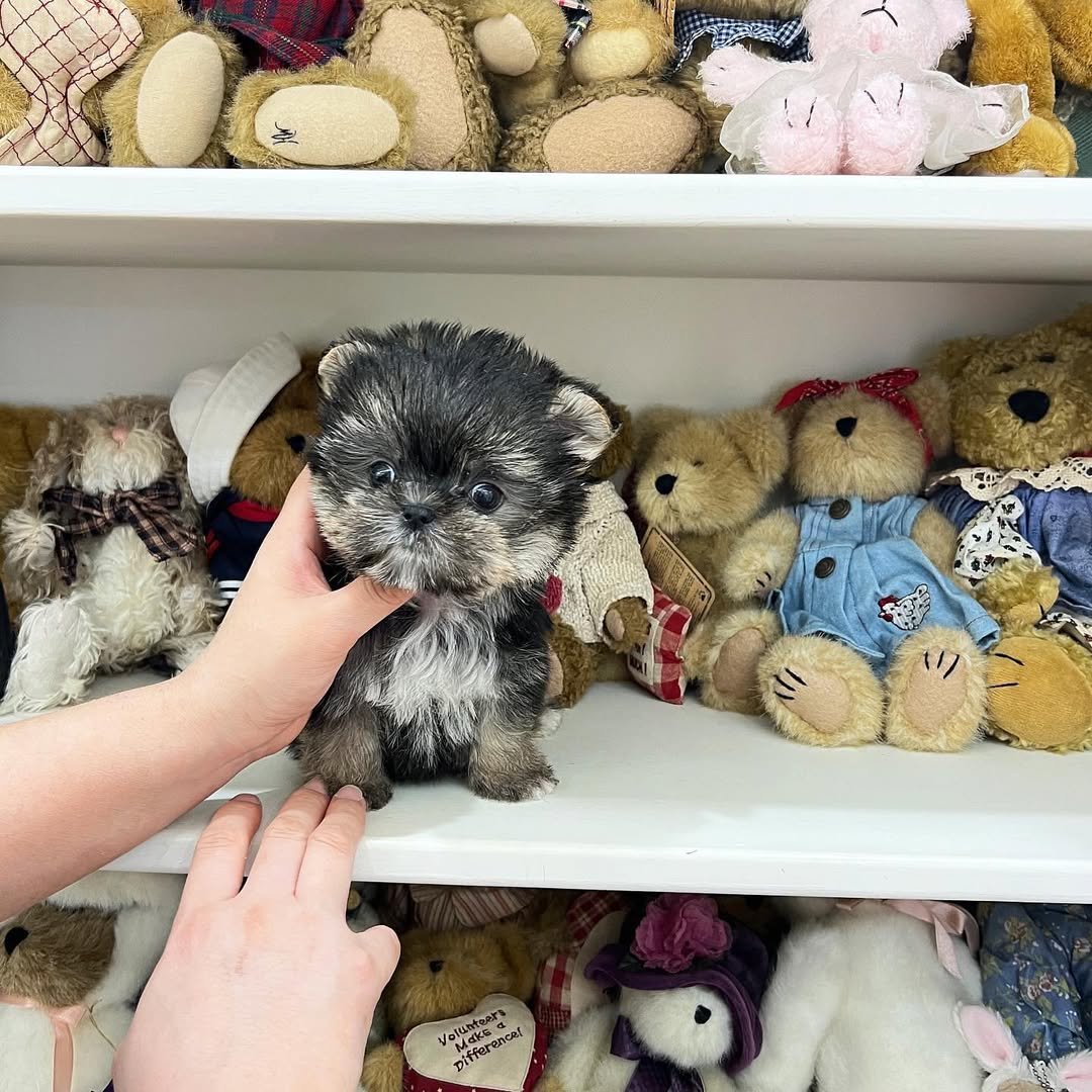 Toy Morkie Puppies for Sale | Premier teacup Puppies