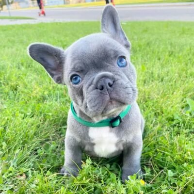 French Bulldog Puppies for Sale Under 600 Near Me