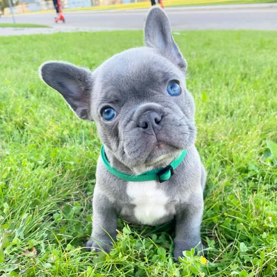 French Bulldog Puppies for Sale Under 600 Near Me