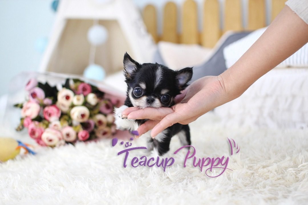 Chihuahua Puppies for Sale in Ohio | Premier Teacup Puppies