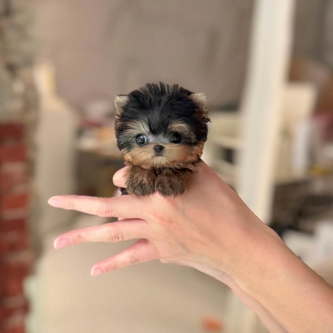 Adorable Yorkie Poo Dogs for Sale - Premier teacup Puppies
