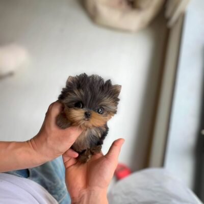 Teacup Yorkie Poo puppies for sale - Premier teacup Puppies