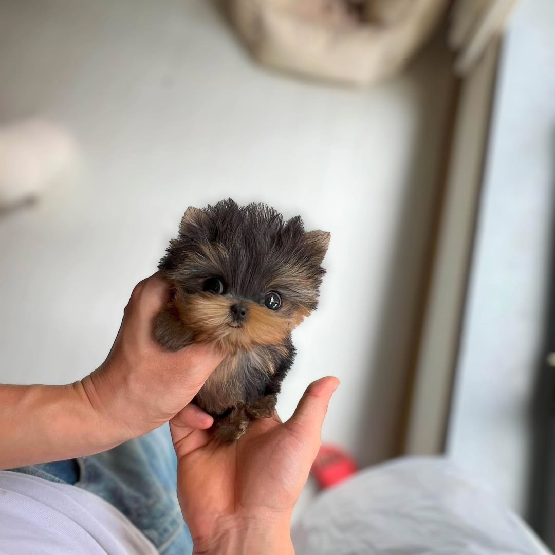 Teacup Yorkie Poo puppies for sale - Premier teacup Puppies