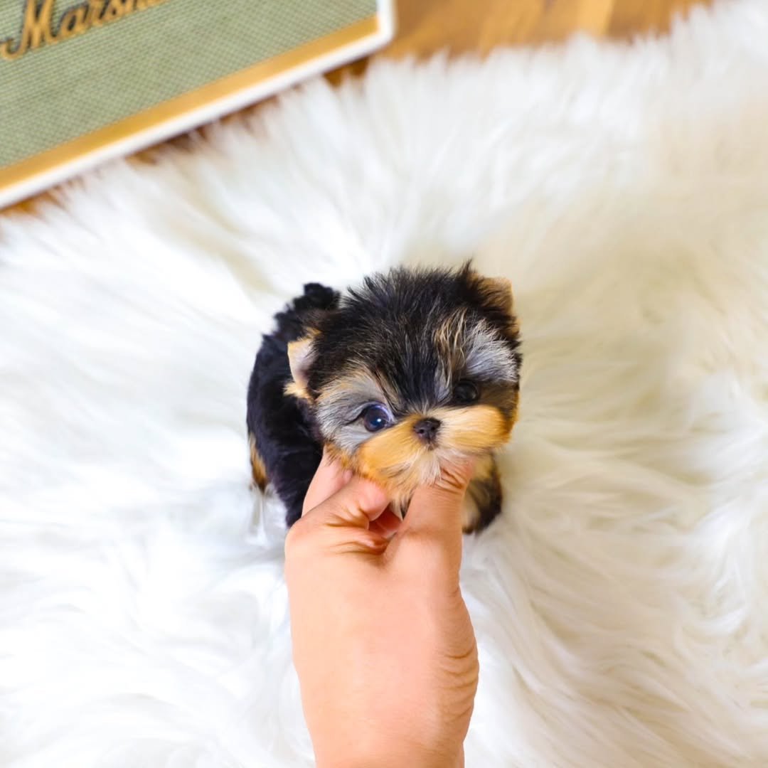 Yorkie Poo Puppies for Sale | Adorable & Hypoallergenic