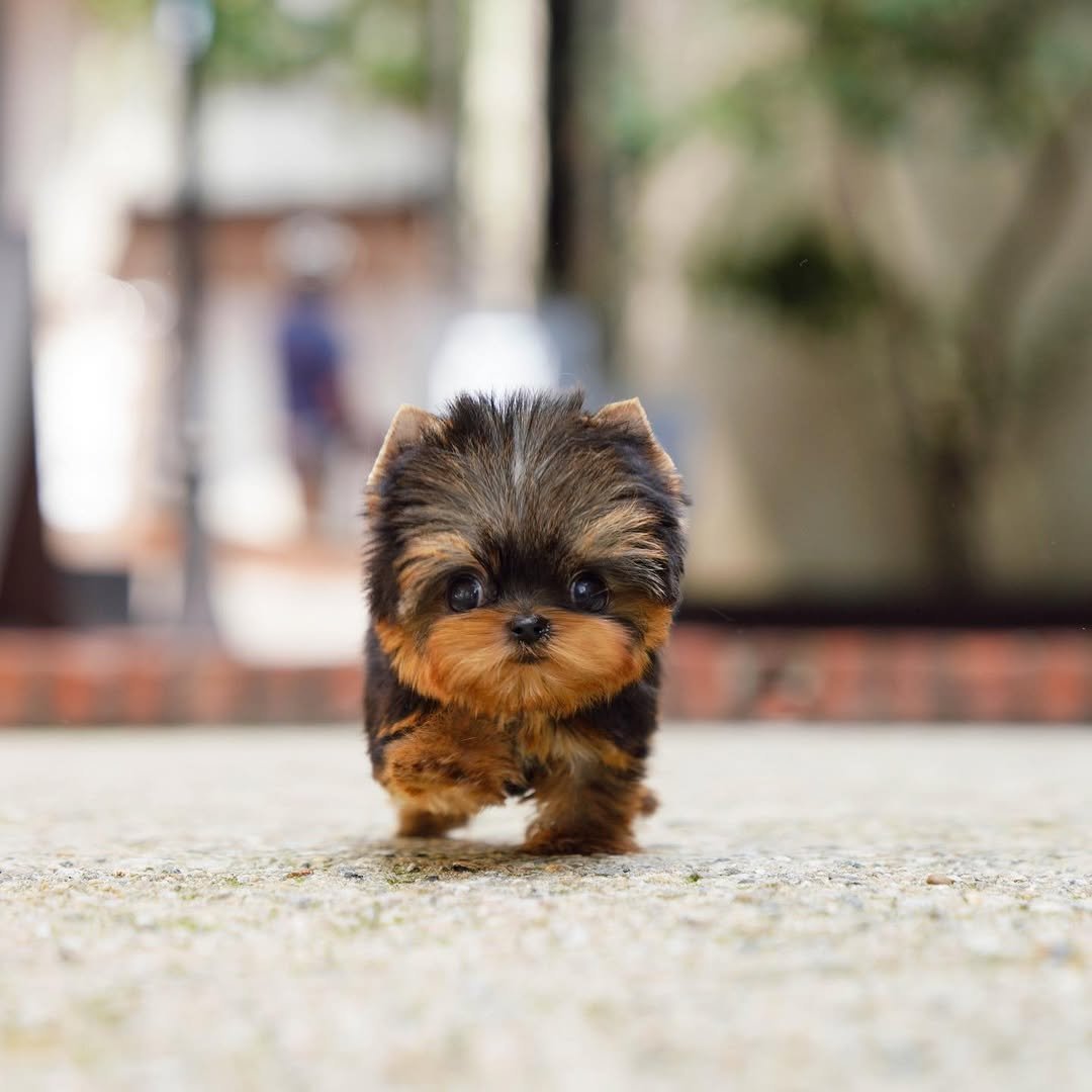 Tiny, Cute YorkiePoo for sale | Premier teacup Puppies