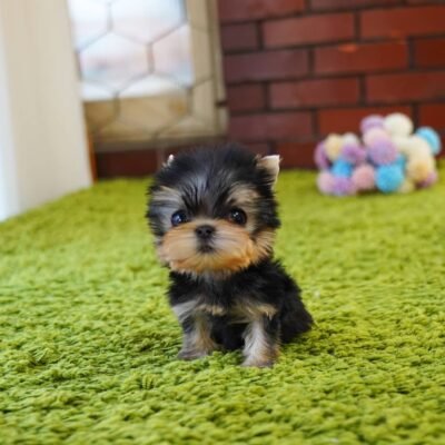 Yorkie Poo puppies for sale near you under $500