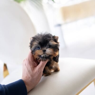 Yorkie Poo Puppies Near Me – Premier teacup Puppies