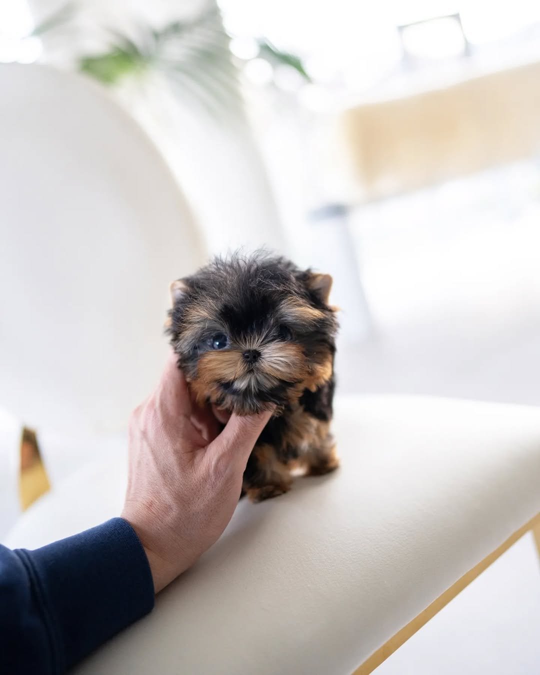 Yorkie Poo Puppies Near Me – Premier teacup Puppies
