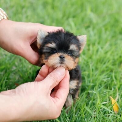 Adopt a Yorkie Poo - Premier teacup Puppies