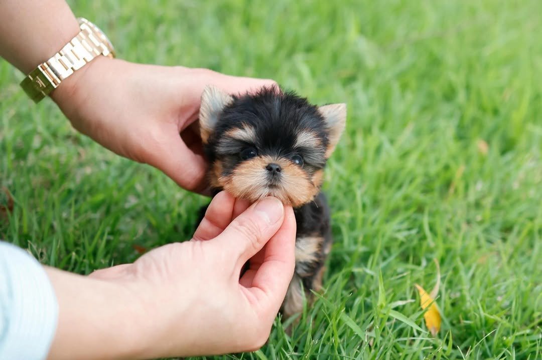 Adopt a Yorkie Poo - Premier teacup Puppies