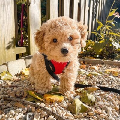 Poochon Puppies for Sale Near Me | Premier teacup Puppies
