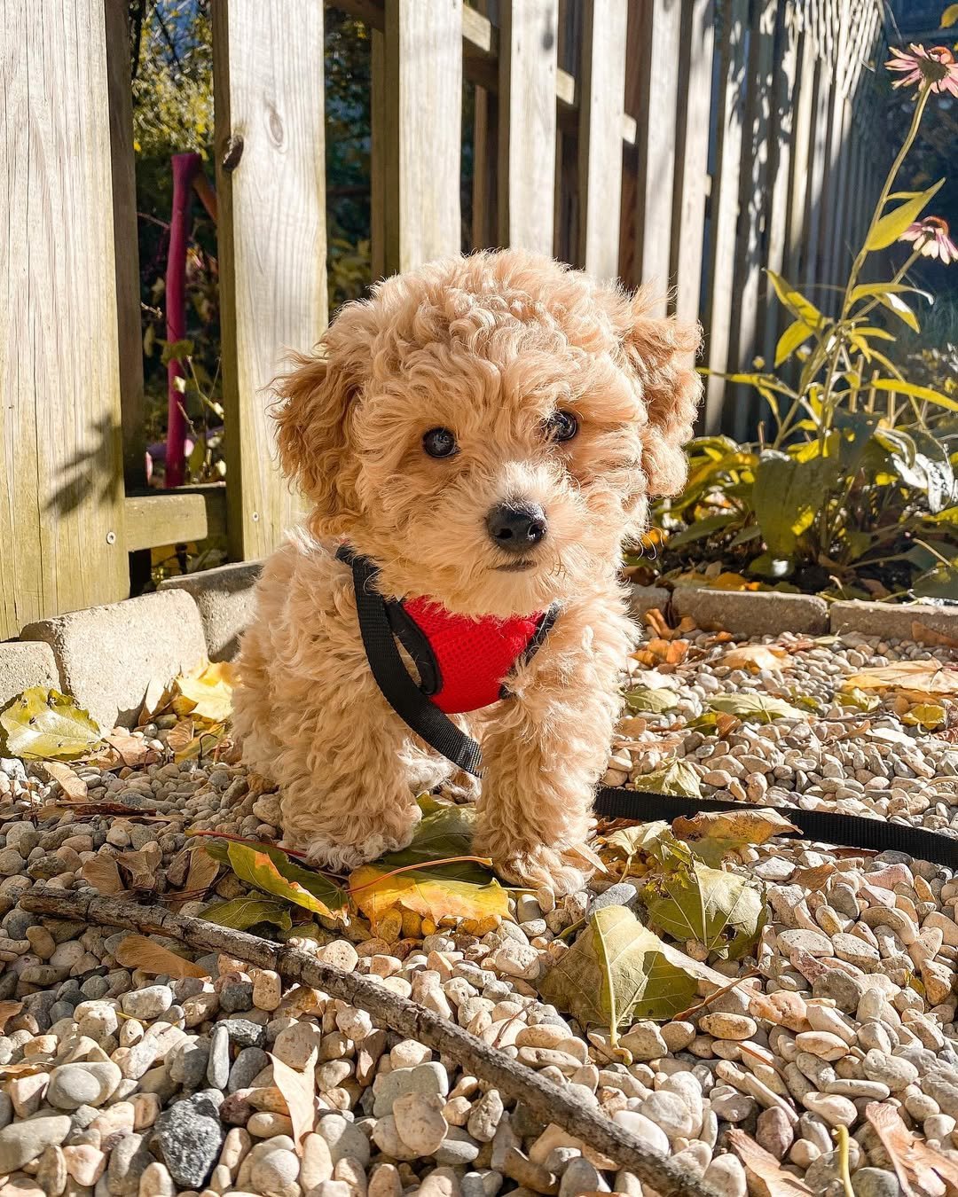 Poochon Puppies for Sale Near Me | Premier teacup Puppies