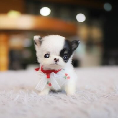 Teacup Chihuahua puppies for sale near me under $300 dollars