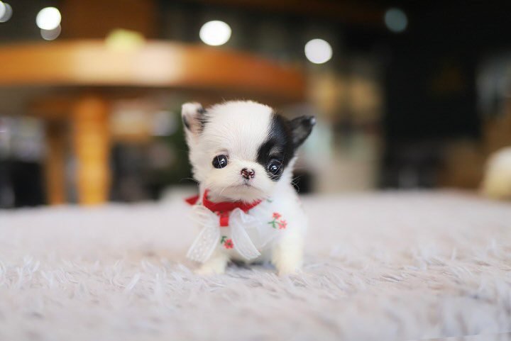 Teacup Chihuahua puppies for sale near me under $300 dollars