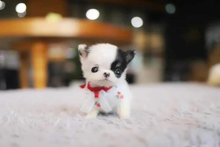 Teacup Chihuahua puppies for sale near me under $300 dollars