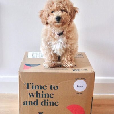 Poochon Dogs & Puppies | Premier teacup Puppies