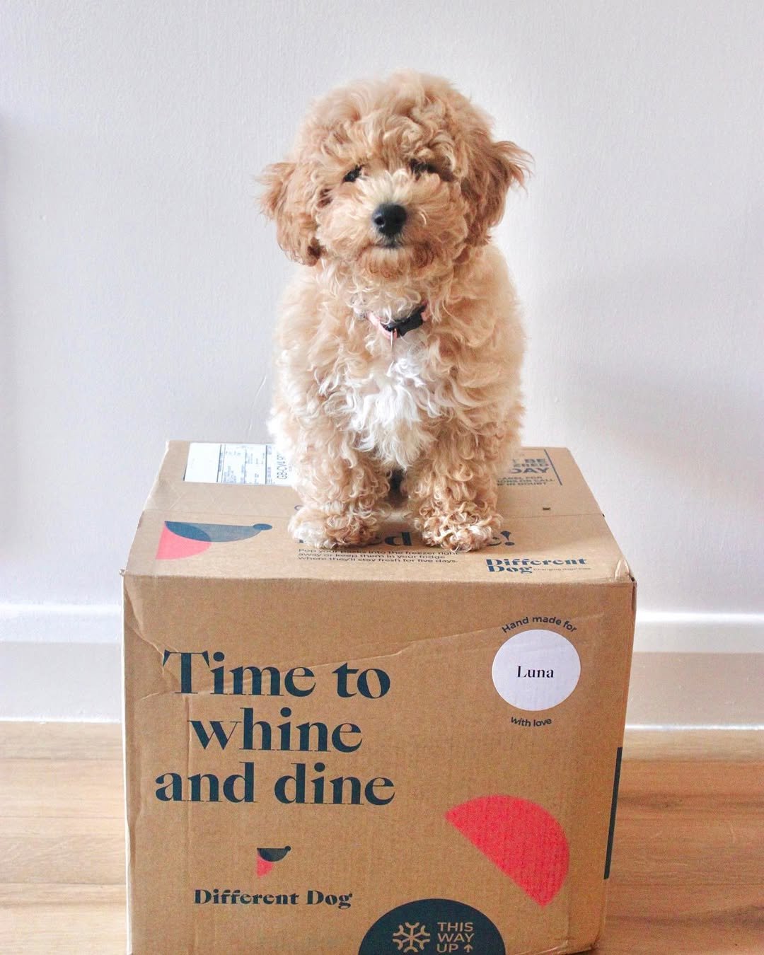 Poochon Dogs & Puppies | Premier teacup Puppies