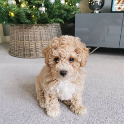 Poochon Dogs for Sale | Premier teacup Puppies