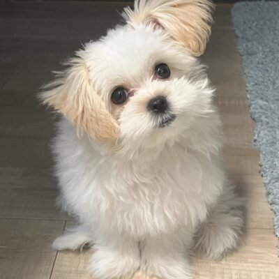 Maltipom Puppies - Premier teacup Puppies