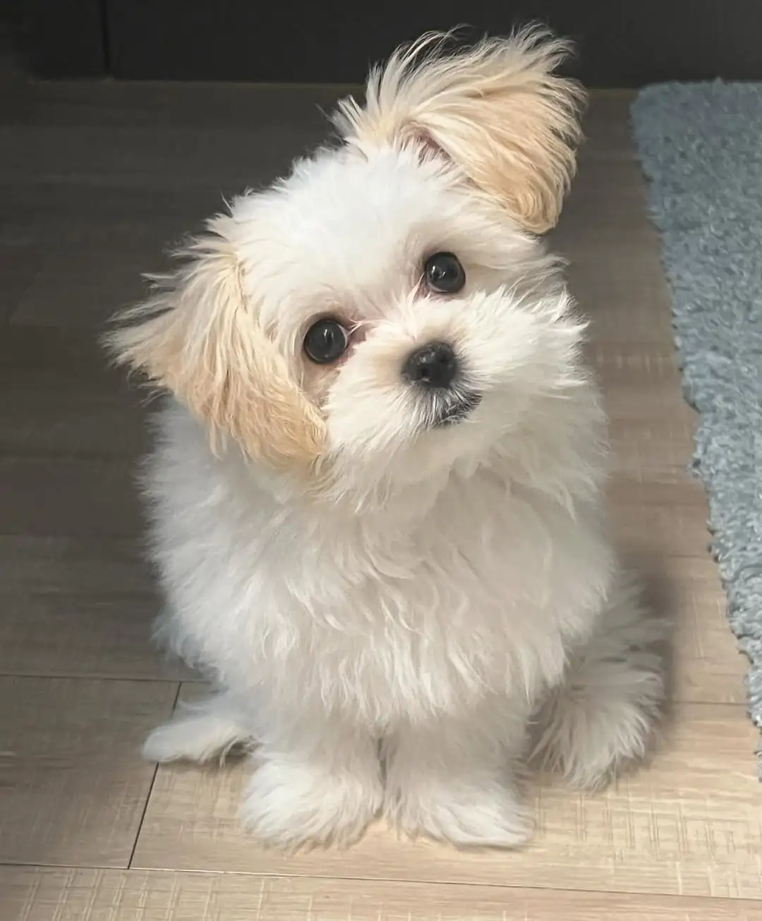 Maltipom Puppies - Premier teacup Puppies
