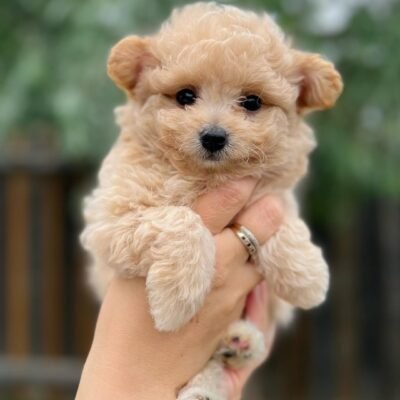 Pomapoo Puppies for Sale for $500 | Premier teacup Puppies