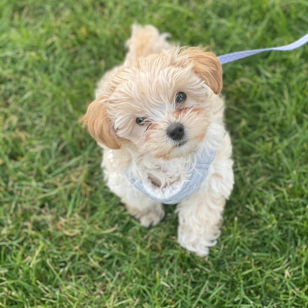 Maltipom For Sale - Premier teacup Puppies