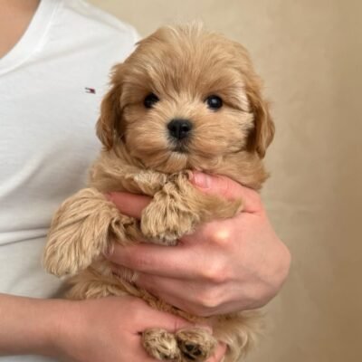 Maltipom Dog - Premier teacup Puppies