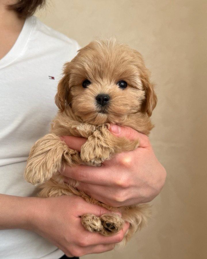 Maltipom Dog - Premier teacup Puppies