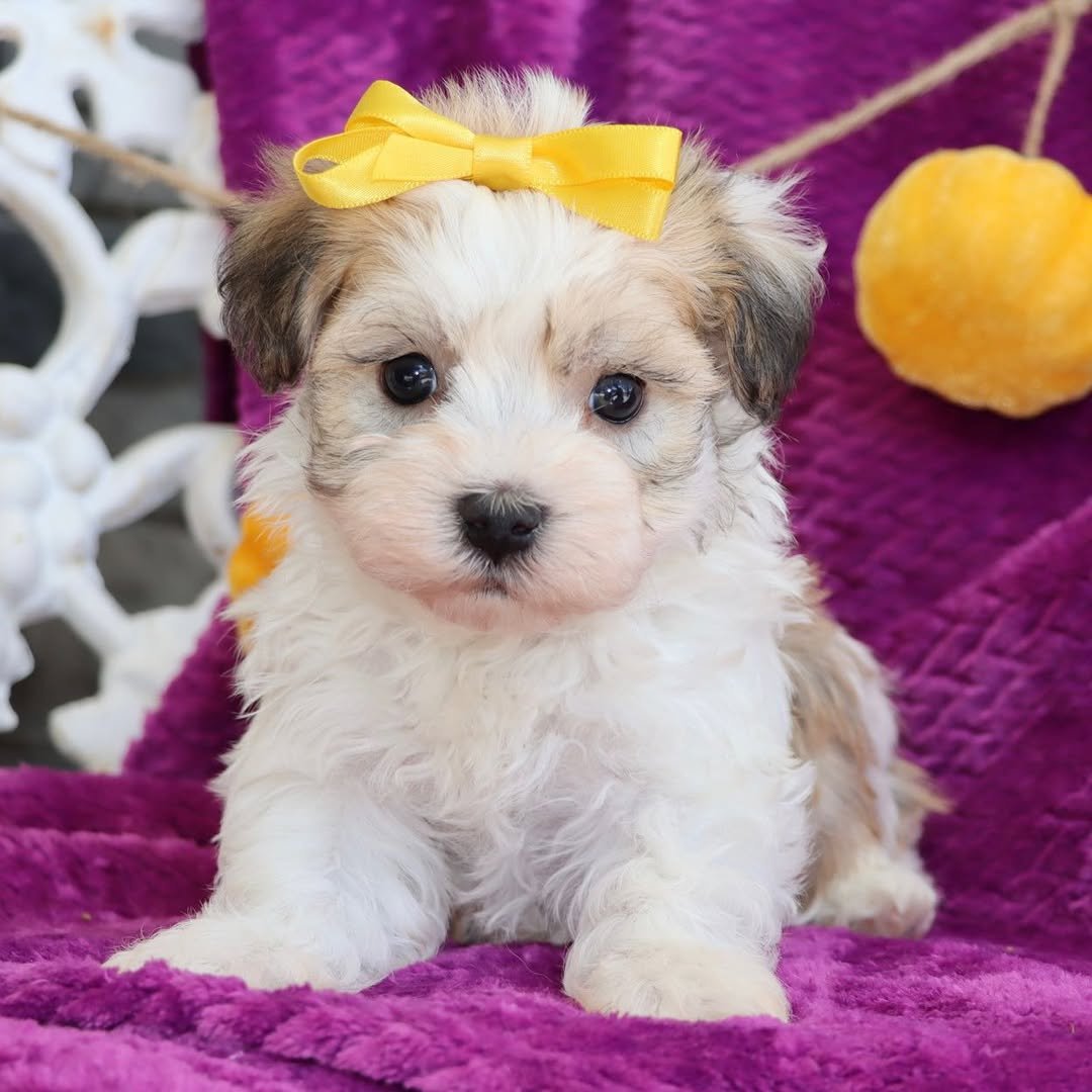 Havanese Puppies Near Me | Premier teacup Puppies