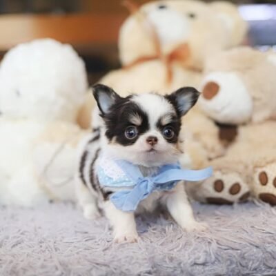 Chihuahua Puppy for Sale $150 – Premier teacup Puppies