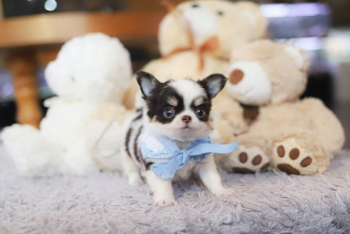 Chihuahua Puppy for Sale $150 – Premier teacup Puppies