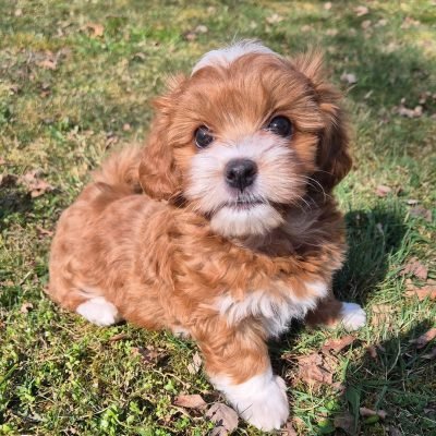 Havanese Dogs Near Me | Premier teacup Puppies