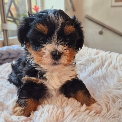 Reputable Havanese Breeders | Premier teacup Puppies