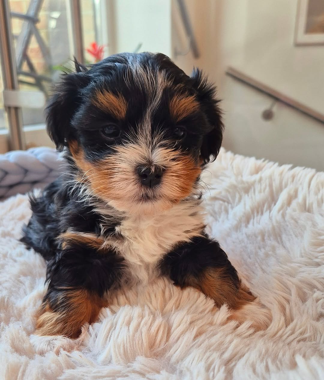 Reputable Havanese Breeders | Premier teacup Puppies