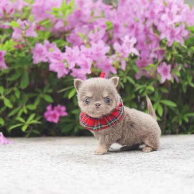 Long Hair Chihuahua for Sale | Premier Teacup Puppies