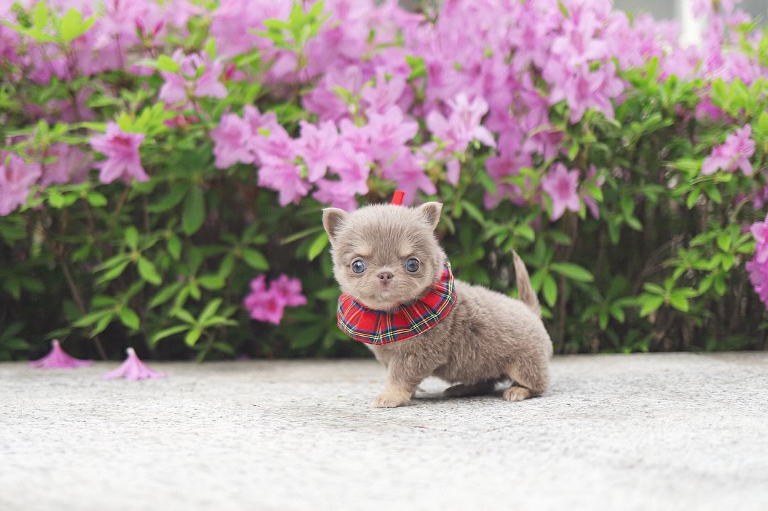 Long Hair Chihuahua for Sale | Premier Teacup Puppies