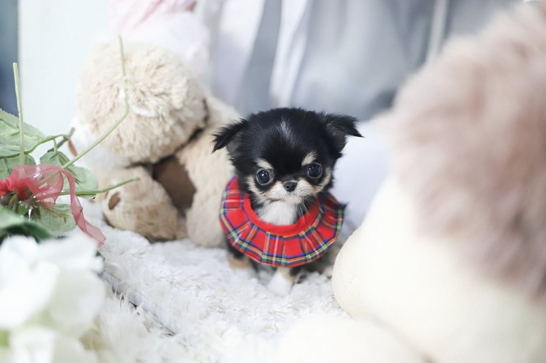 Long Coat Chihuahua Puppies for Sale – Premier teacup Puppies