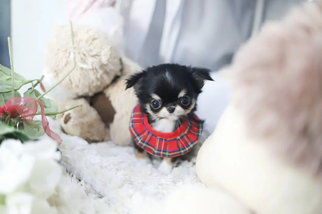 Long Coat Chihuahua Puppies for Sale – Premier teacup Puppies