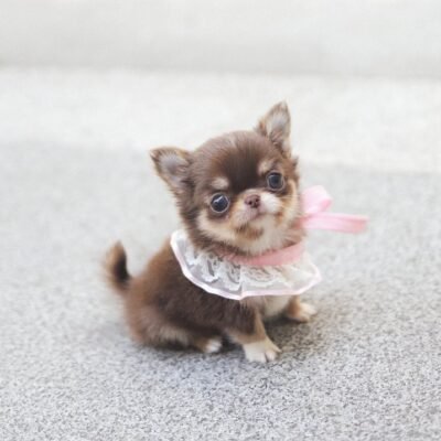 Chihuahua for Sale – Premier teacup Puppies