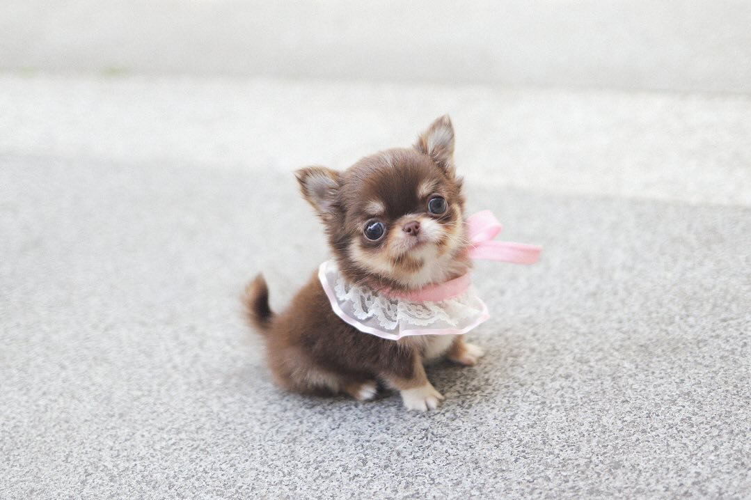 Chihuahua for Sale – Premier teacup Puppies