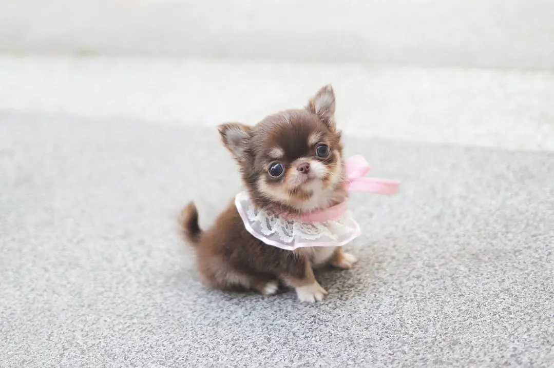 Chihuahua for Sale – Premier teacup Puppies