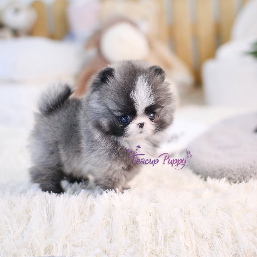 Tiny Teacup Pomeranian for Sale | Premier teacup Puppies