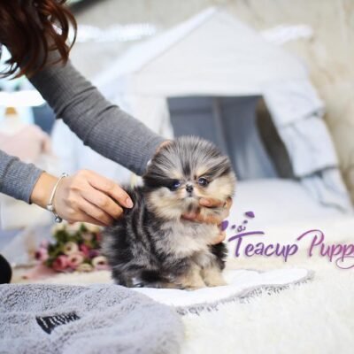 Adorable Mini Pomeranian Puppies | Premier teacup Puppies