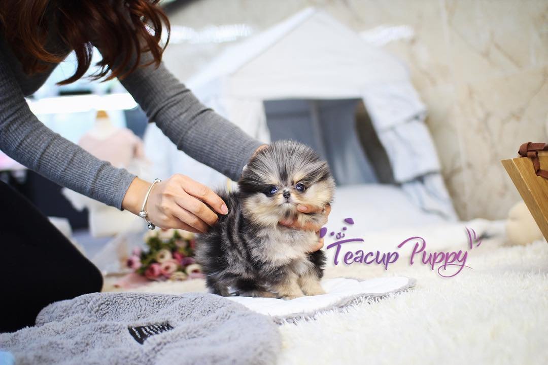 Adorable Mini Pomeranian Puppies | Premier teacup Puppies