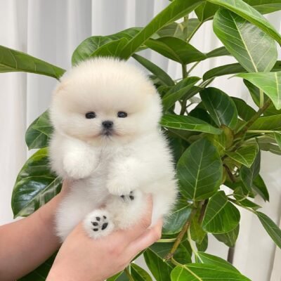 Adopt a Pomeranian Near Me 22201 – Premium Teacup Pups