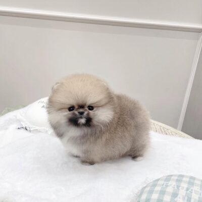 Teacup Pomeranian Dogs for Sale – Premier teacup Puppies