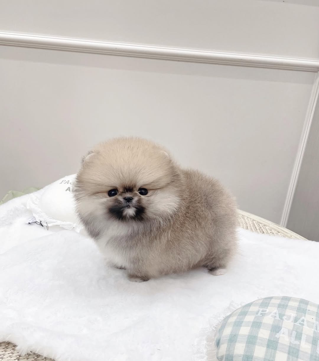 Teacup Pomeranian Dogs for Sale – Premier teacup Puppies