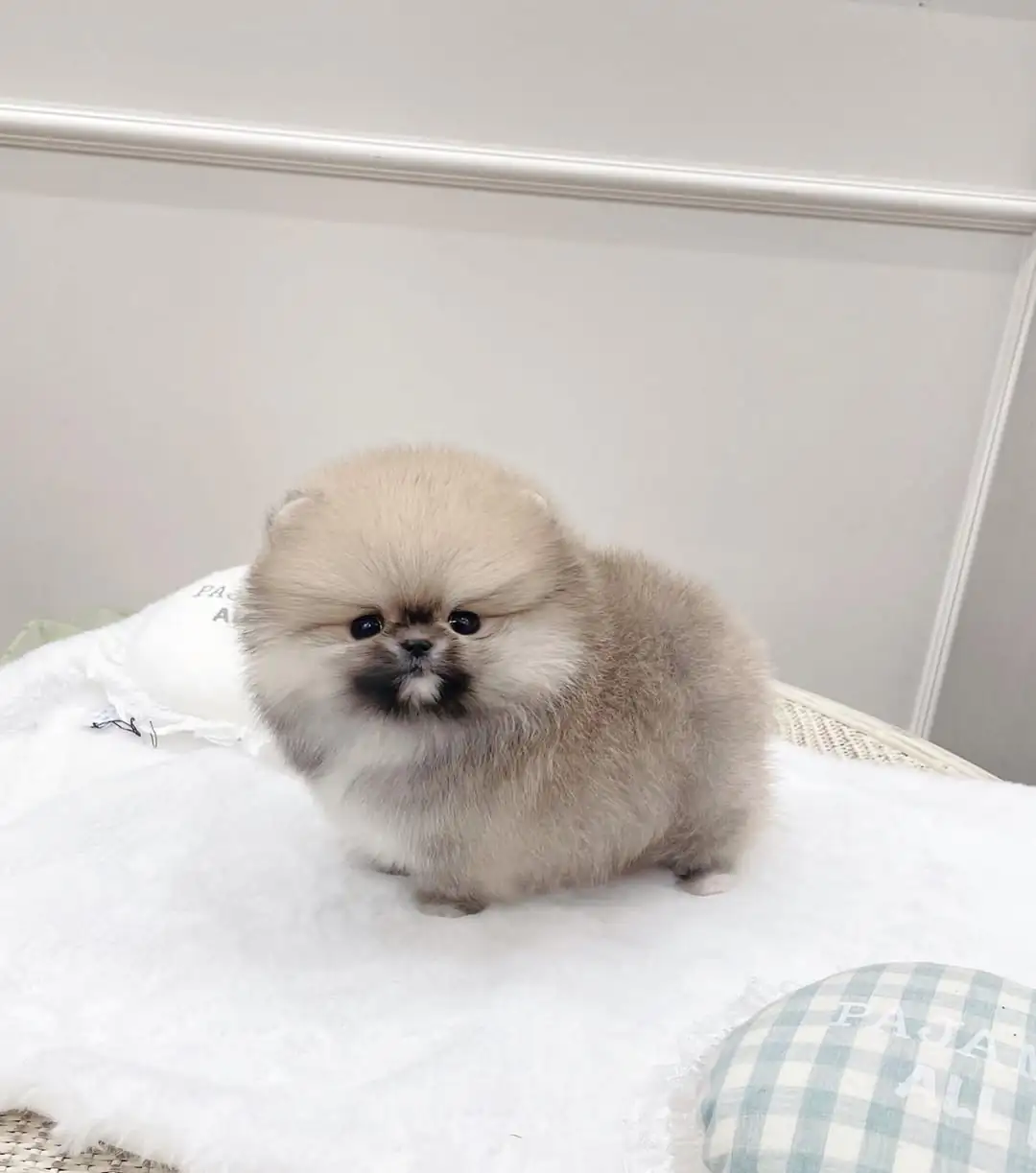 Teacup Pomeranian Dogs for Sale – Premier teacup Puppies